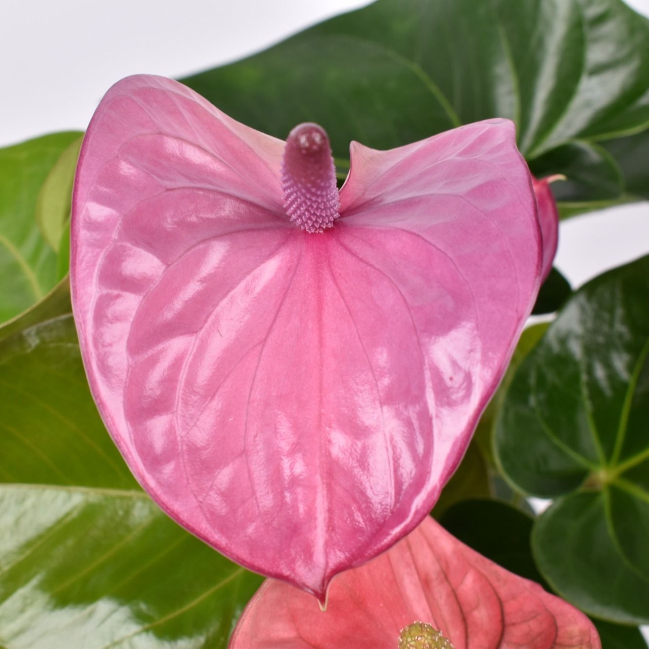 asiatic lily photos Forever Susan' Lily Bulbs For Sale – Great Garden Plants main image 1
