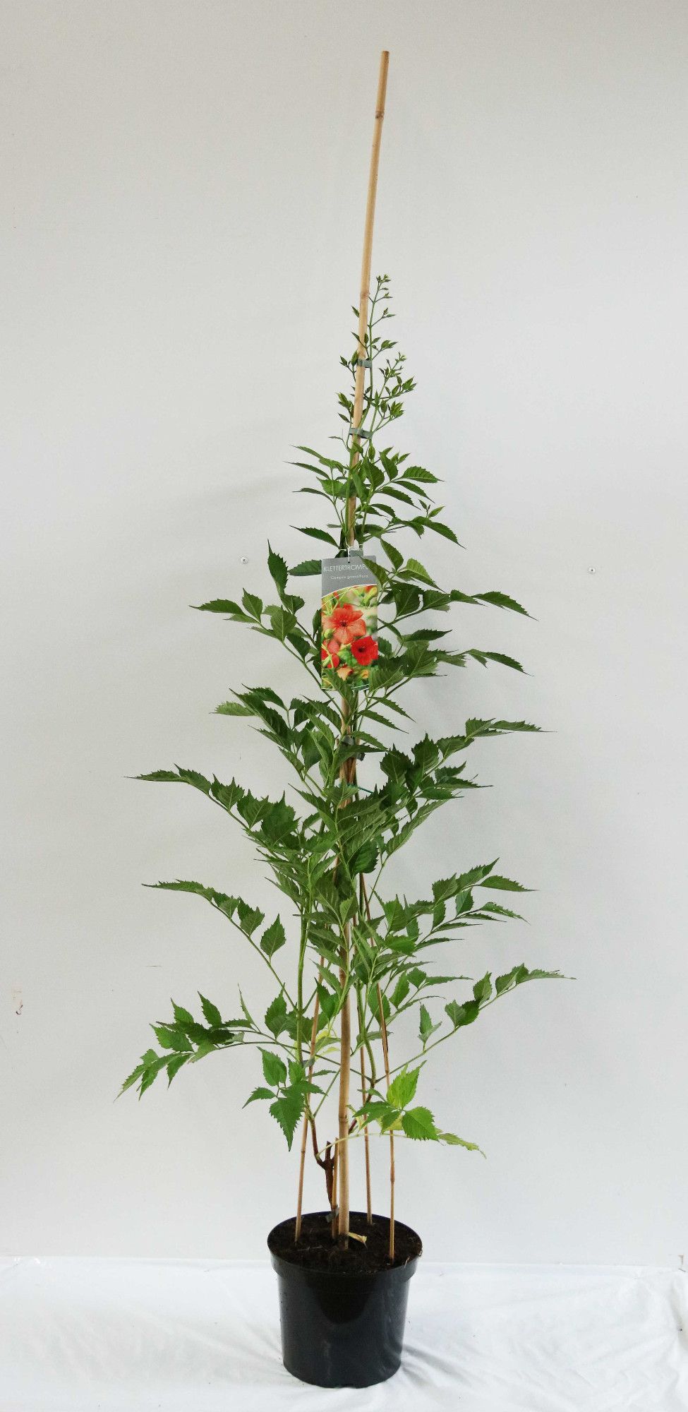 Campsis grandiflora