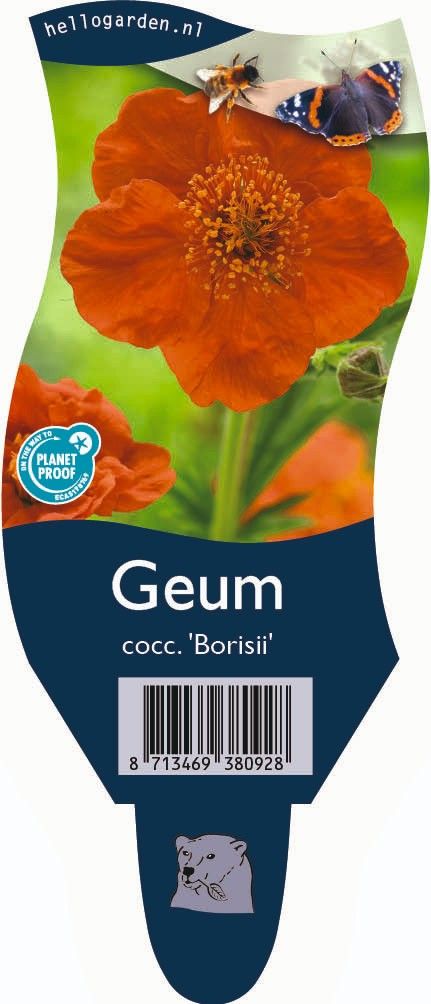 Geum coccineum 'Borisii'