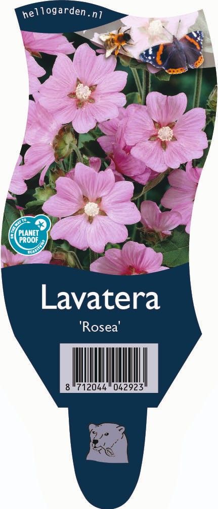 Lavatera 'Rosea'