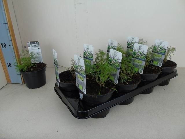 Anethum graveolens