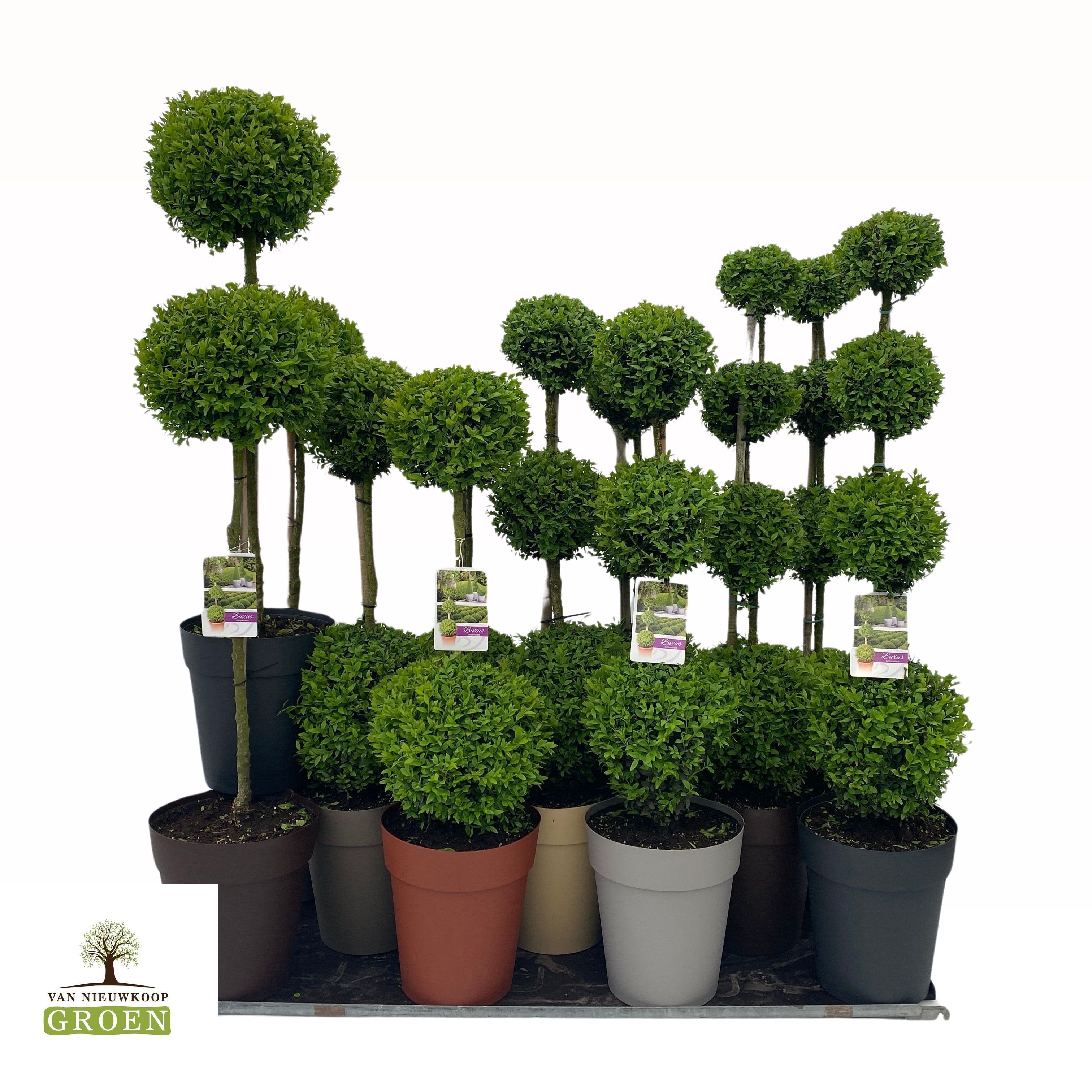 Buxus semp. Mix shelf: 12x Various shapes, pot 27, 3xQuatro-3xTrio-3xDuo-3xStem