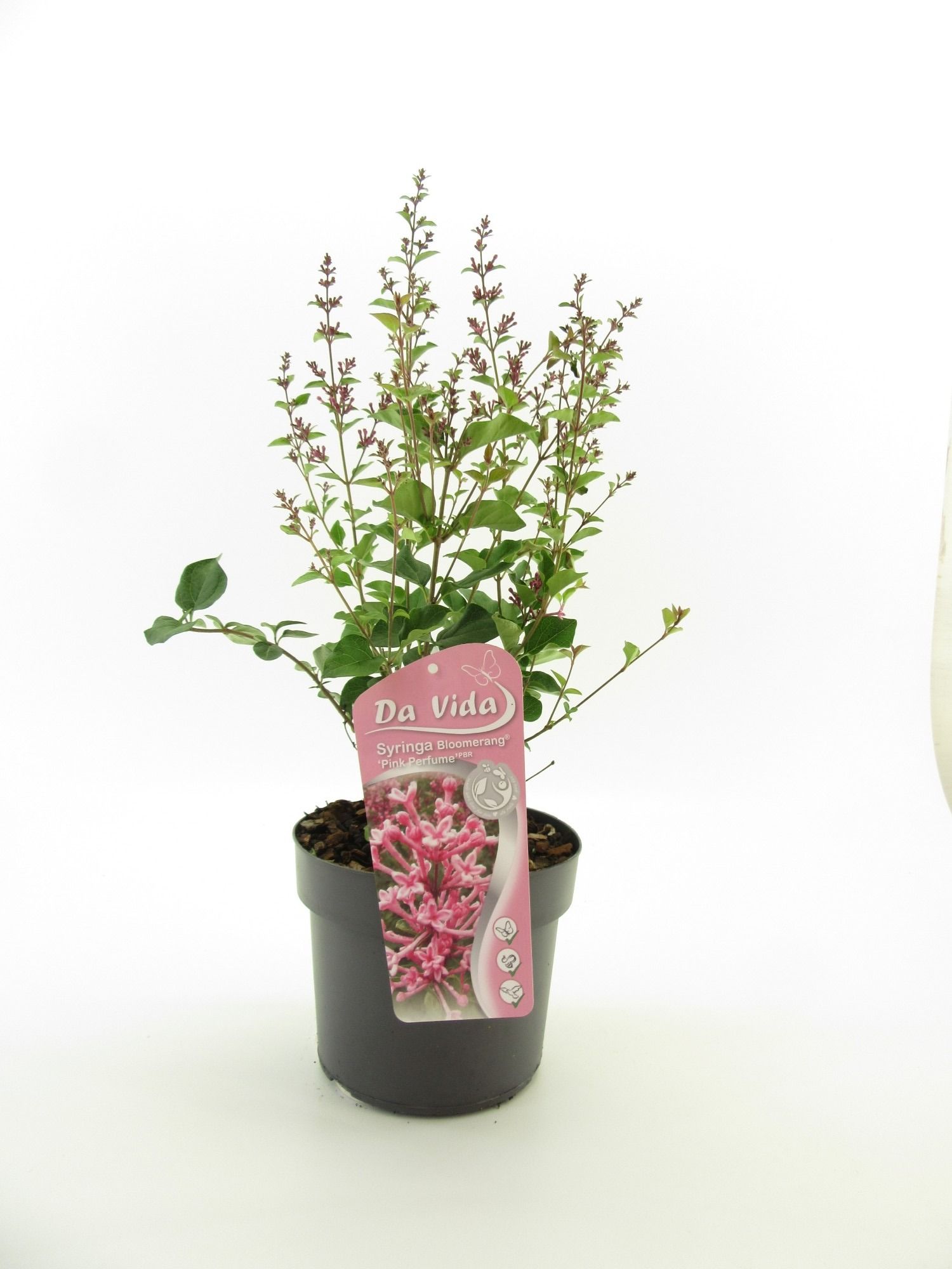 Syringa Bloomerang® Pink Perfume ('Pink Perfume')