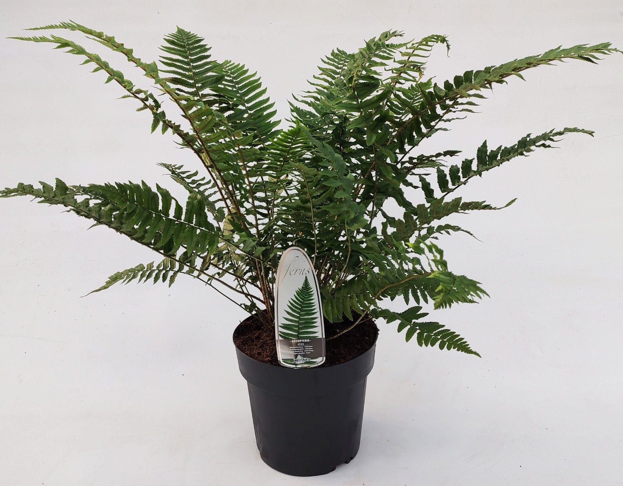 Dryopteris affinis 'Atrata'