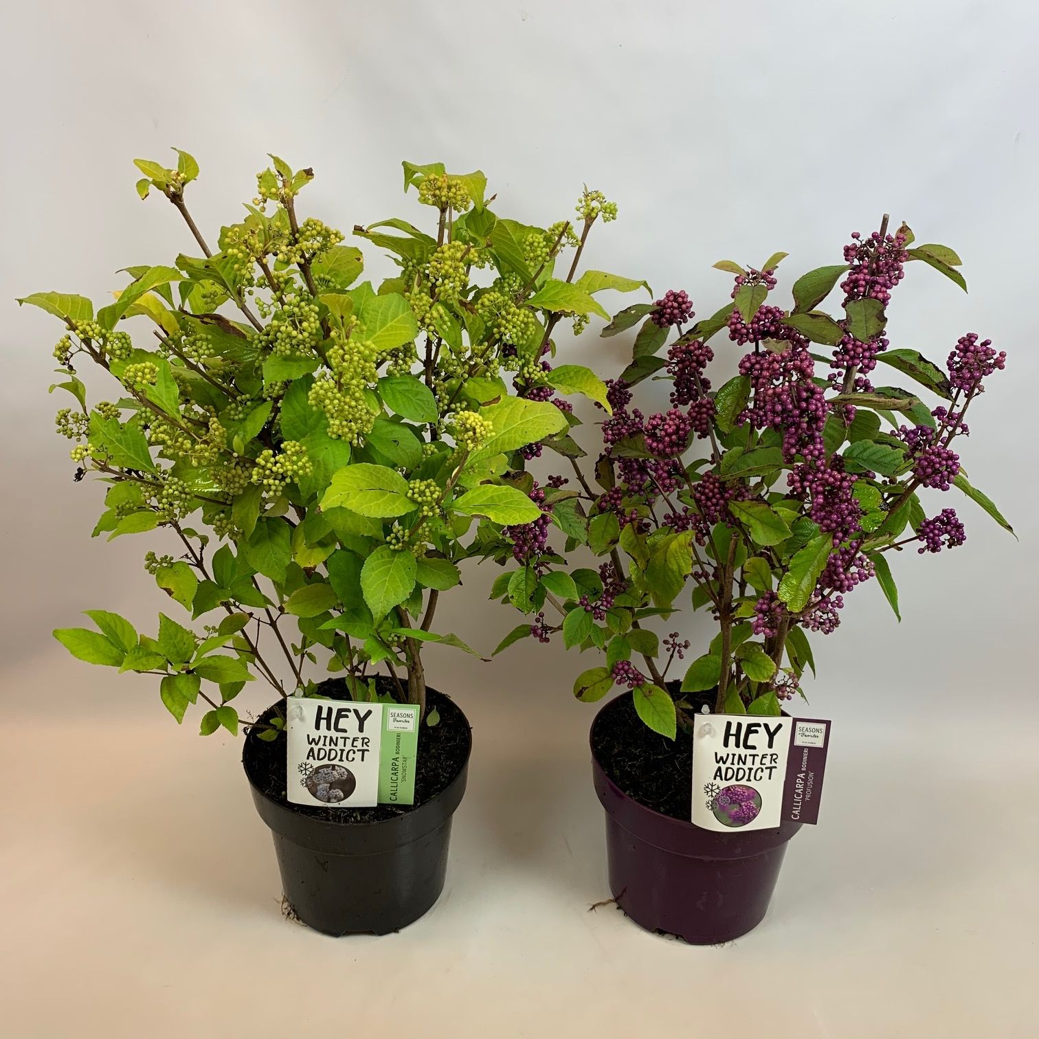 Callicarpa Bod. mix in pot