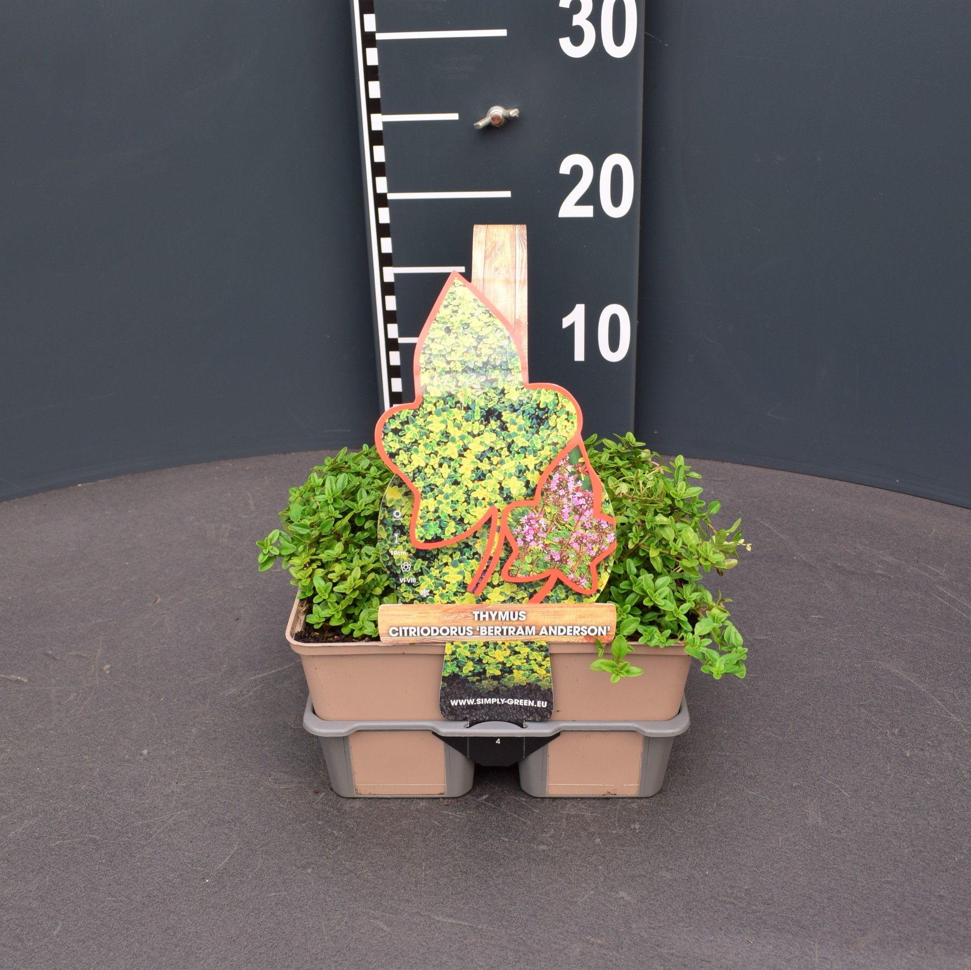 Thymus citriodorus 'Bertram Anderson' 4 pack