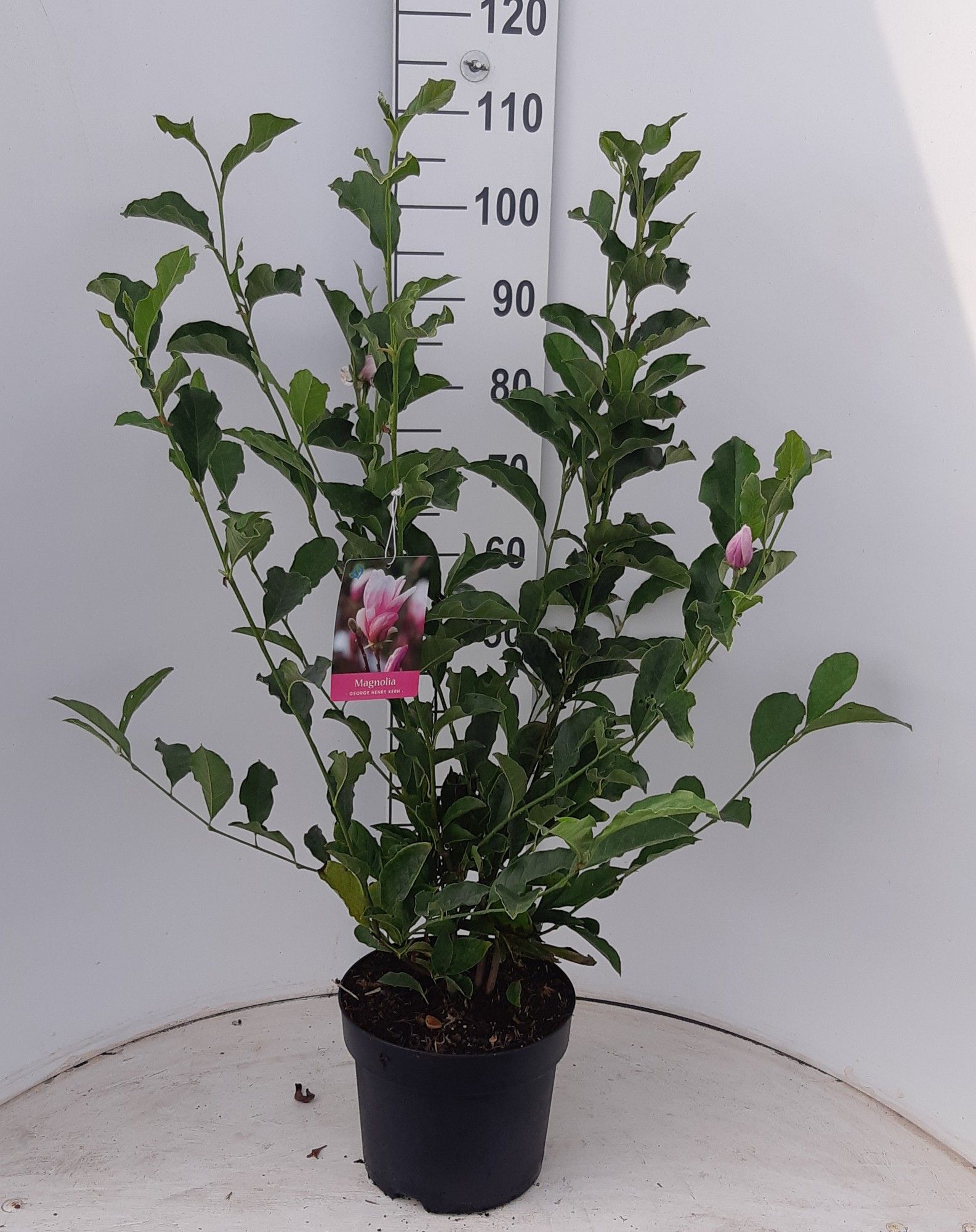 Magnolia 'George Henry Kern'