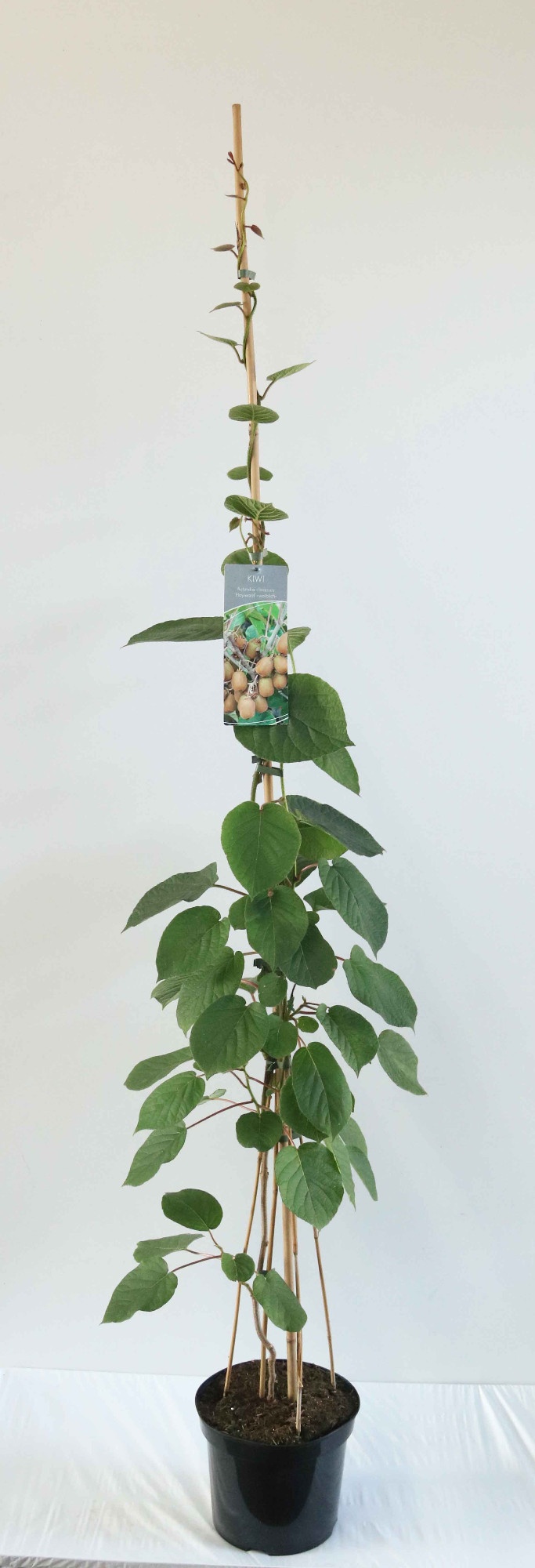 Actinidia deliciosa 'Hayward'