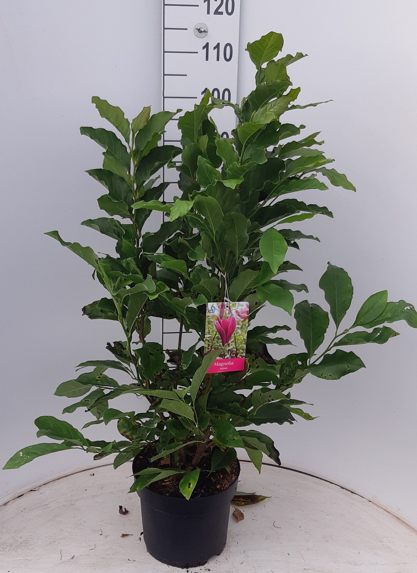 Magnolia 'Susan'