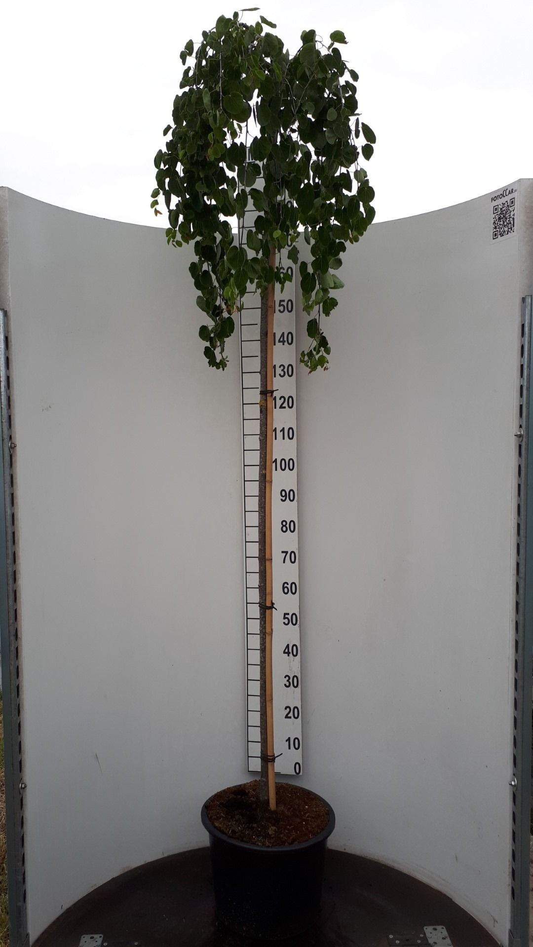 Cercidiphyllum japonicum 'Pendulum' hoogstam