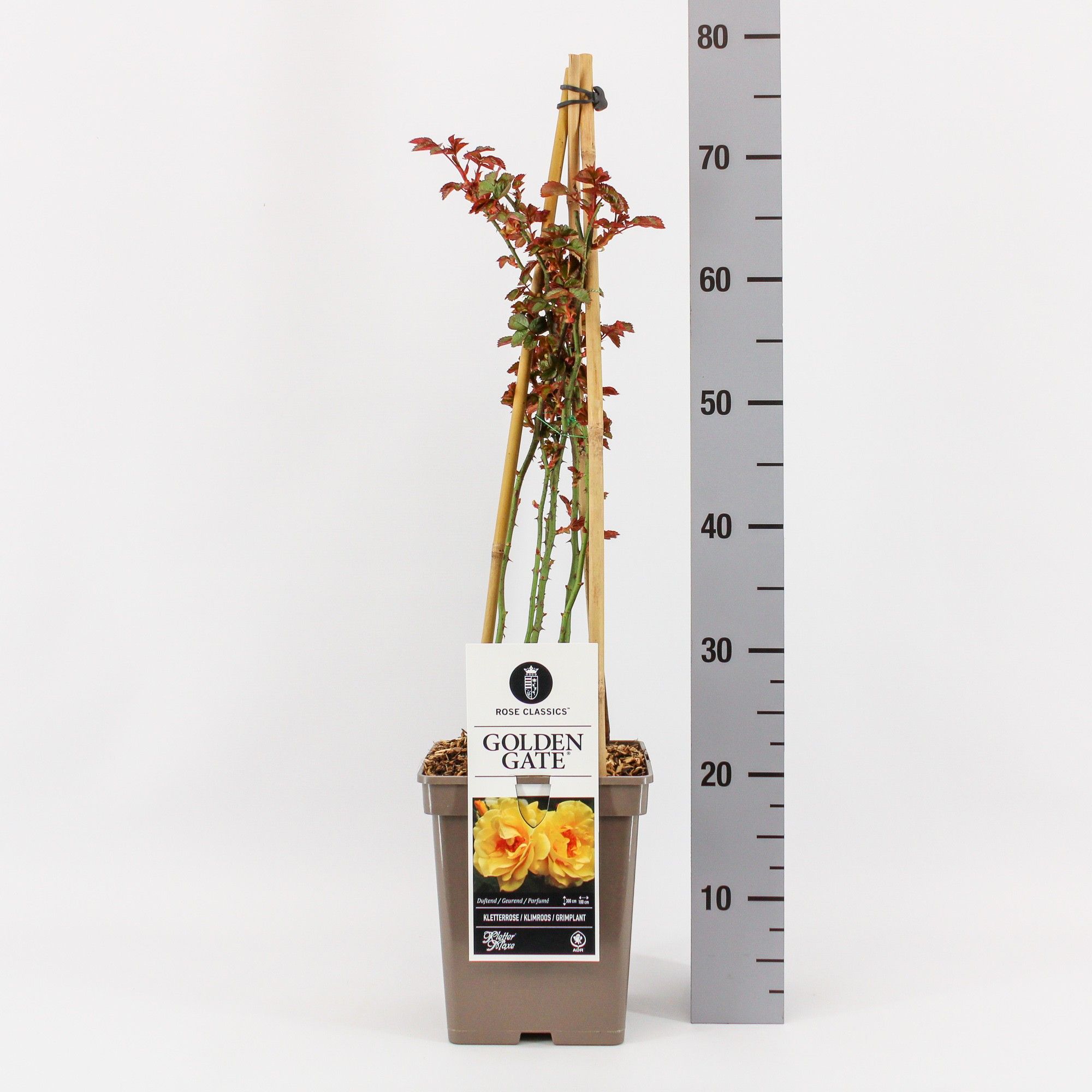 Rosa (K) Golden Gate 4 stok
