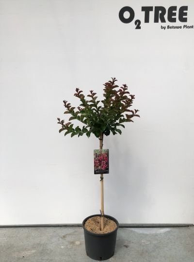 Lagerstroemia indica Berry Dazzle ('Gamad VI') stam