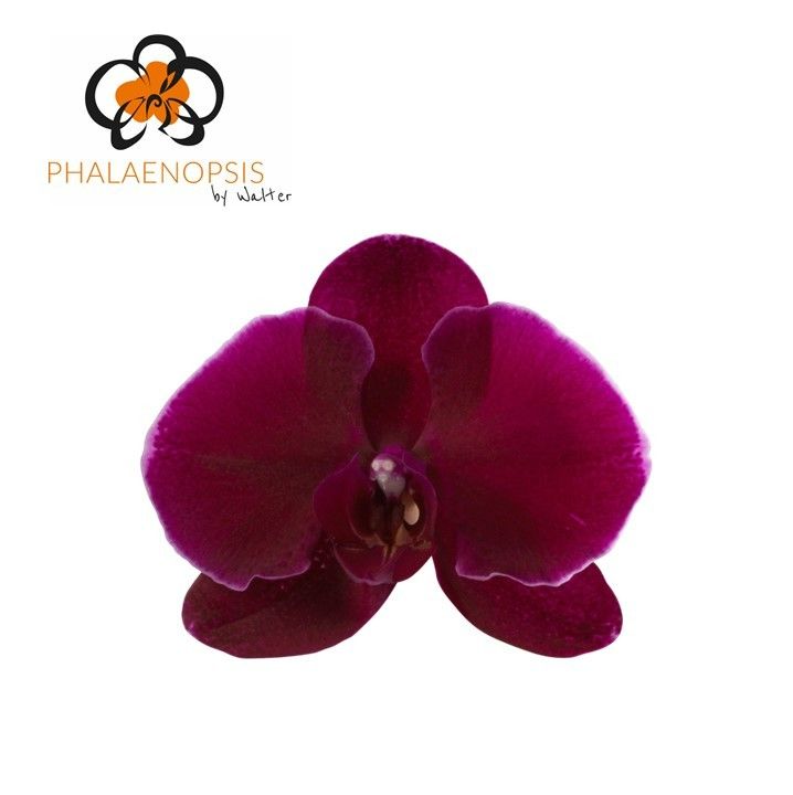 Phal Velvet Janet