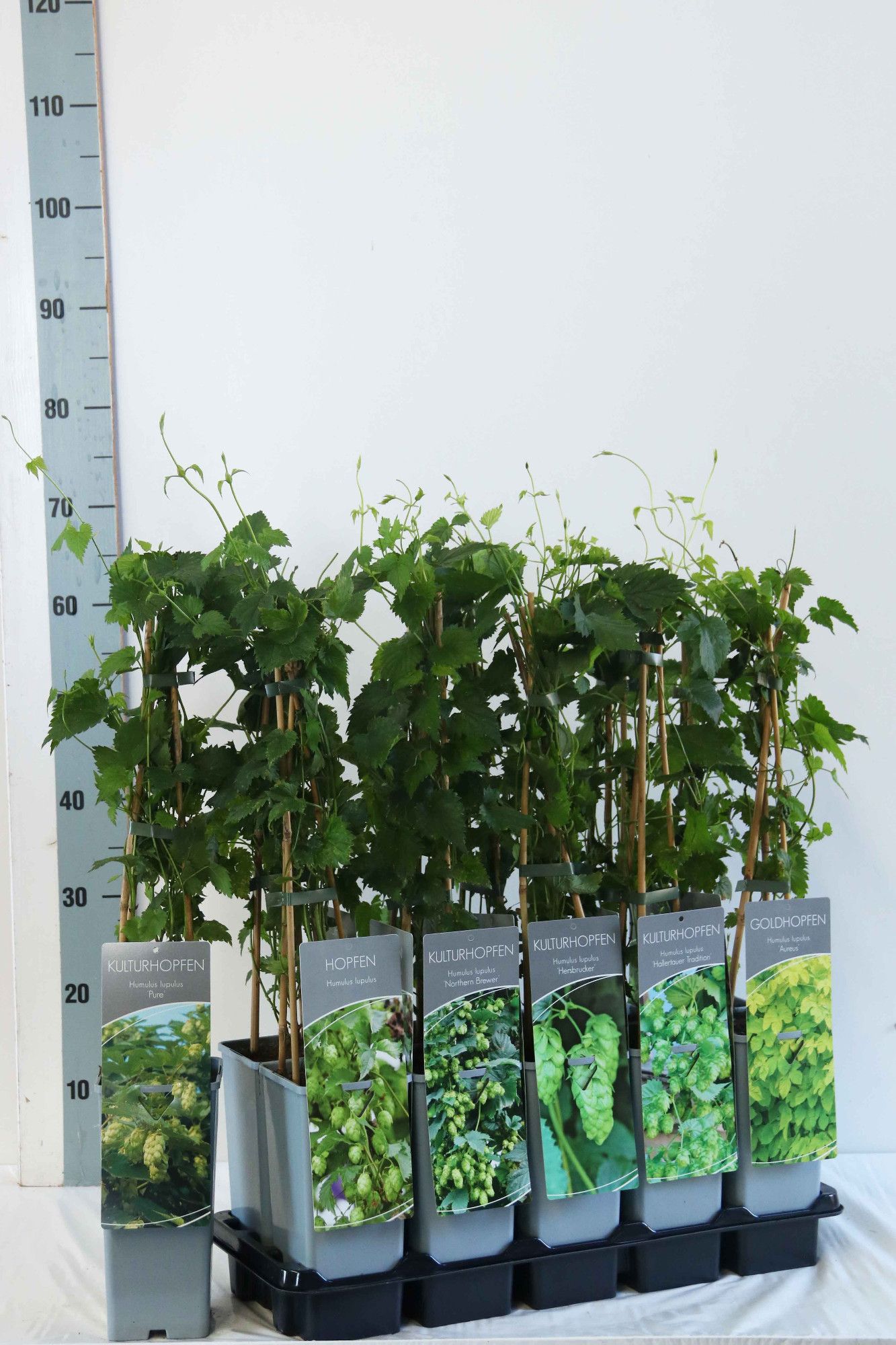 Humulus lupulus in varieties of Hopstar