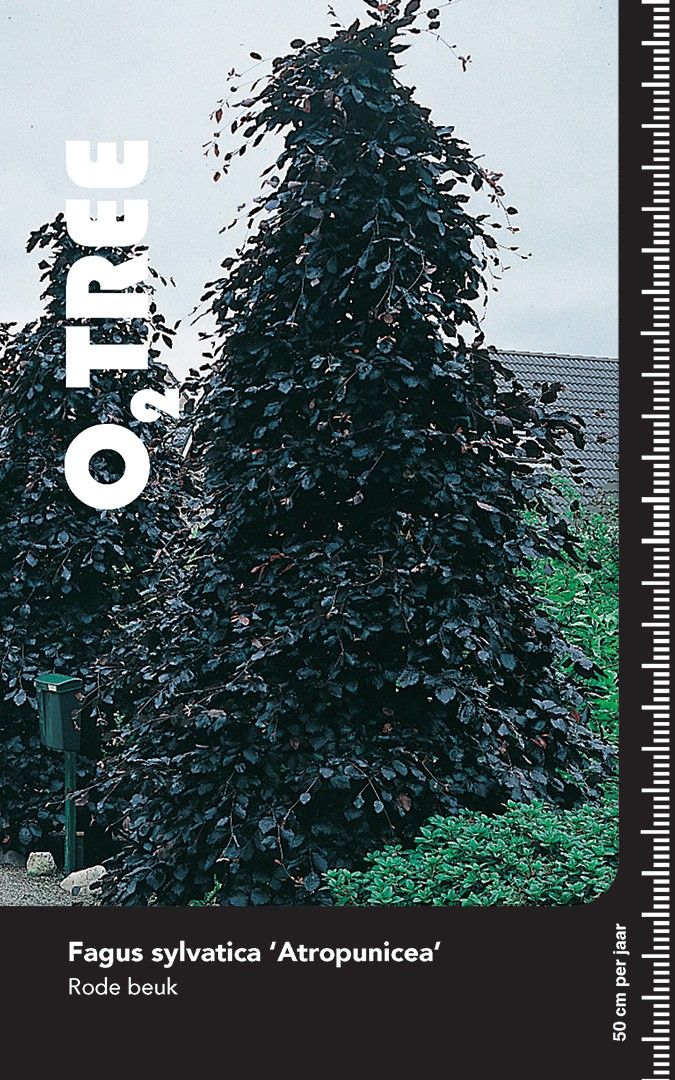 Fagus syl. 'Atropunicea' halfstam