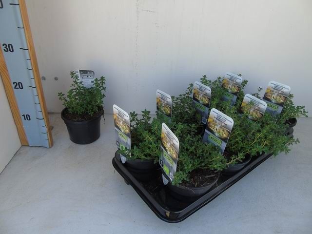 Thymus citriodorus 'Lemon Green' bio citroentijm groenbladige