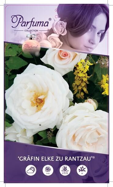 Rosa 'Gräfin Elke Zu Rantzau' - Struik - - Parfuma