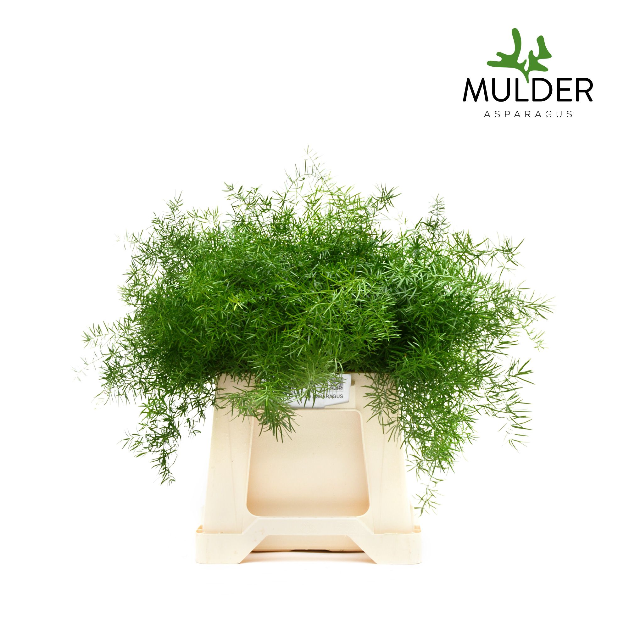 Asparagus Dens Sprengeri 50cm