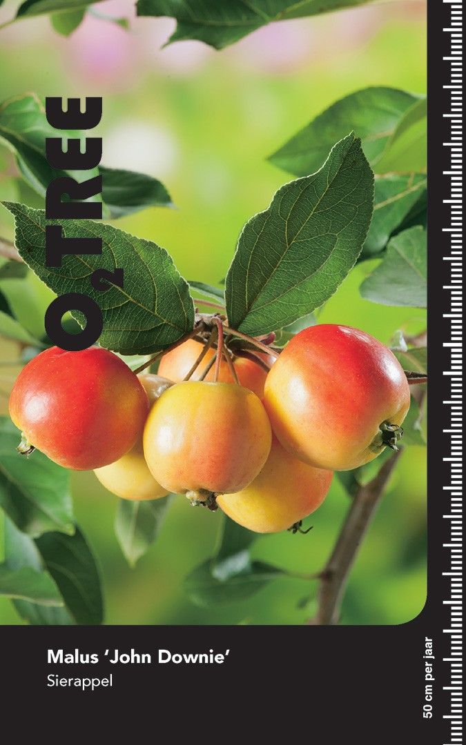 Malus 'John Downie'