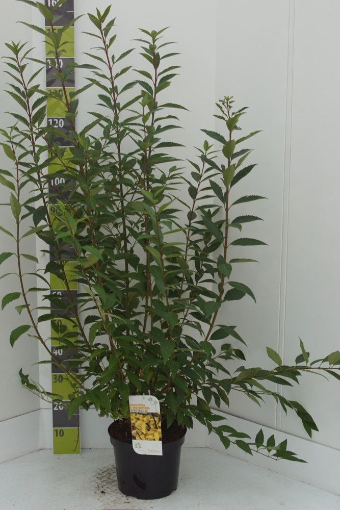 Forsythia intermedia 'Spectabilis'