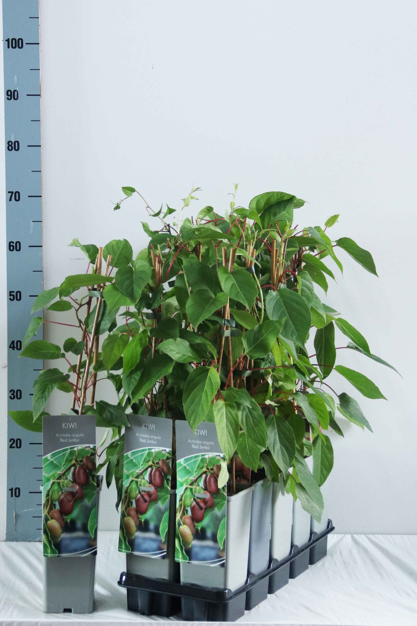 Actinidia arguta 'Red Jumbo'