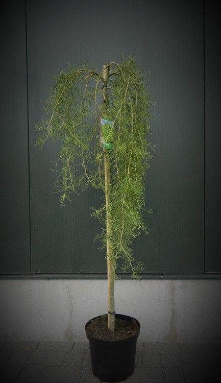 Caragana arborescens 'Walker' stam