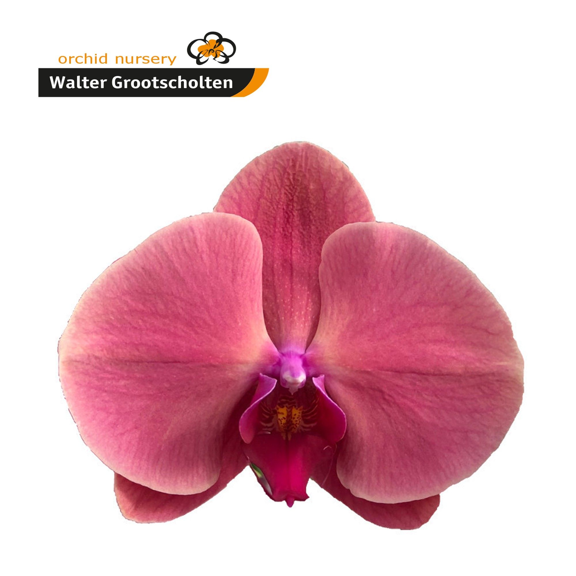 Phal Coral Sunset