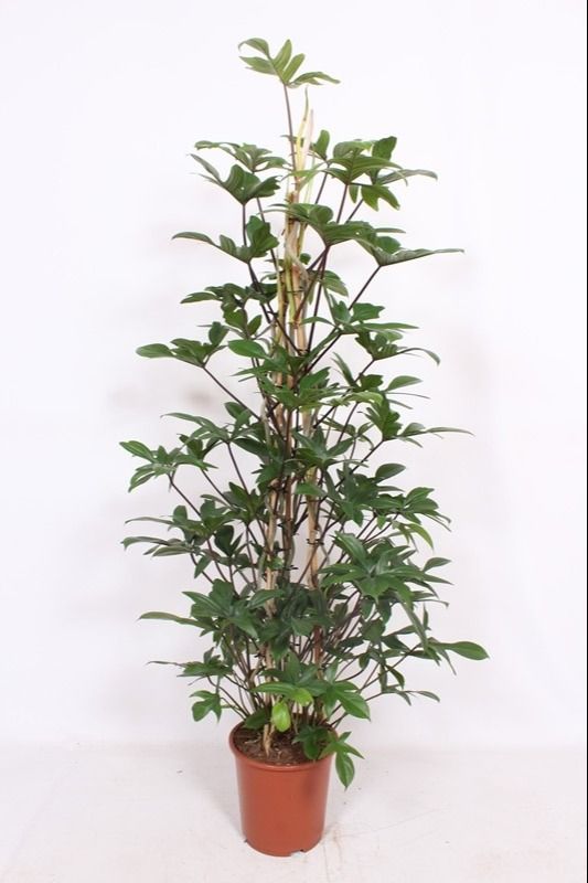 Philodendron pedatum Pyramid | Gardenline