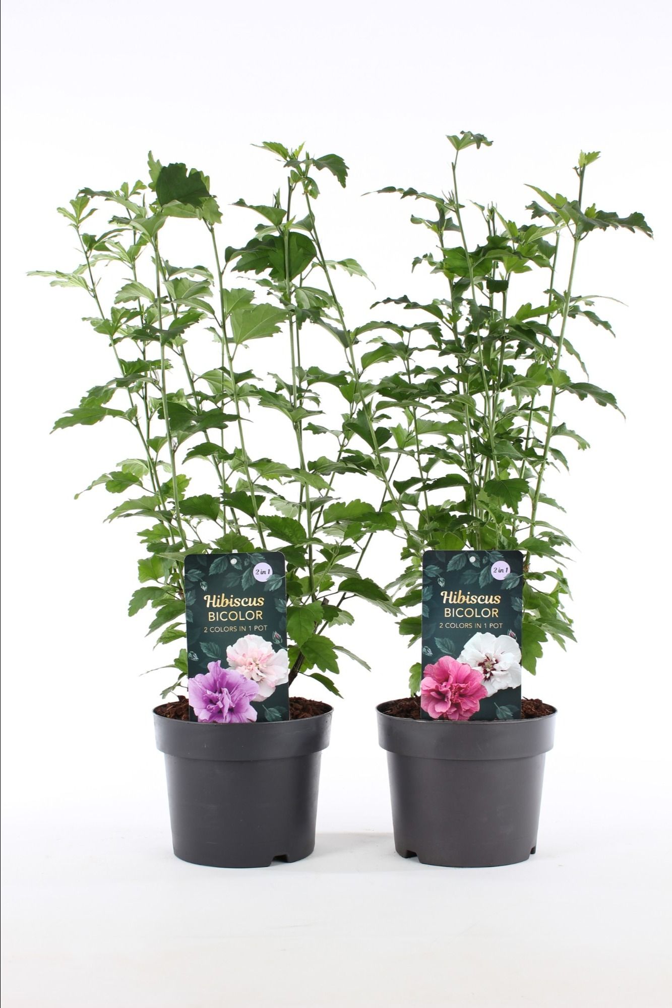 Hibiscus syr. 'Bicolor'