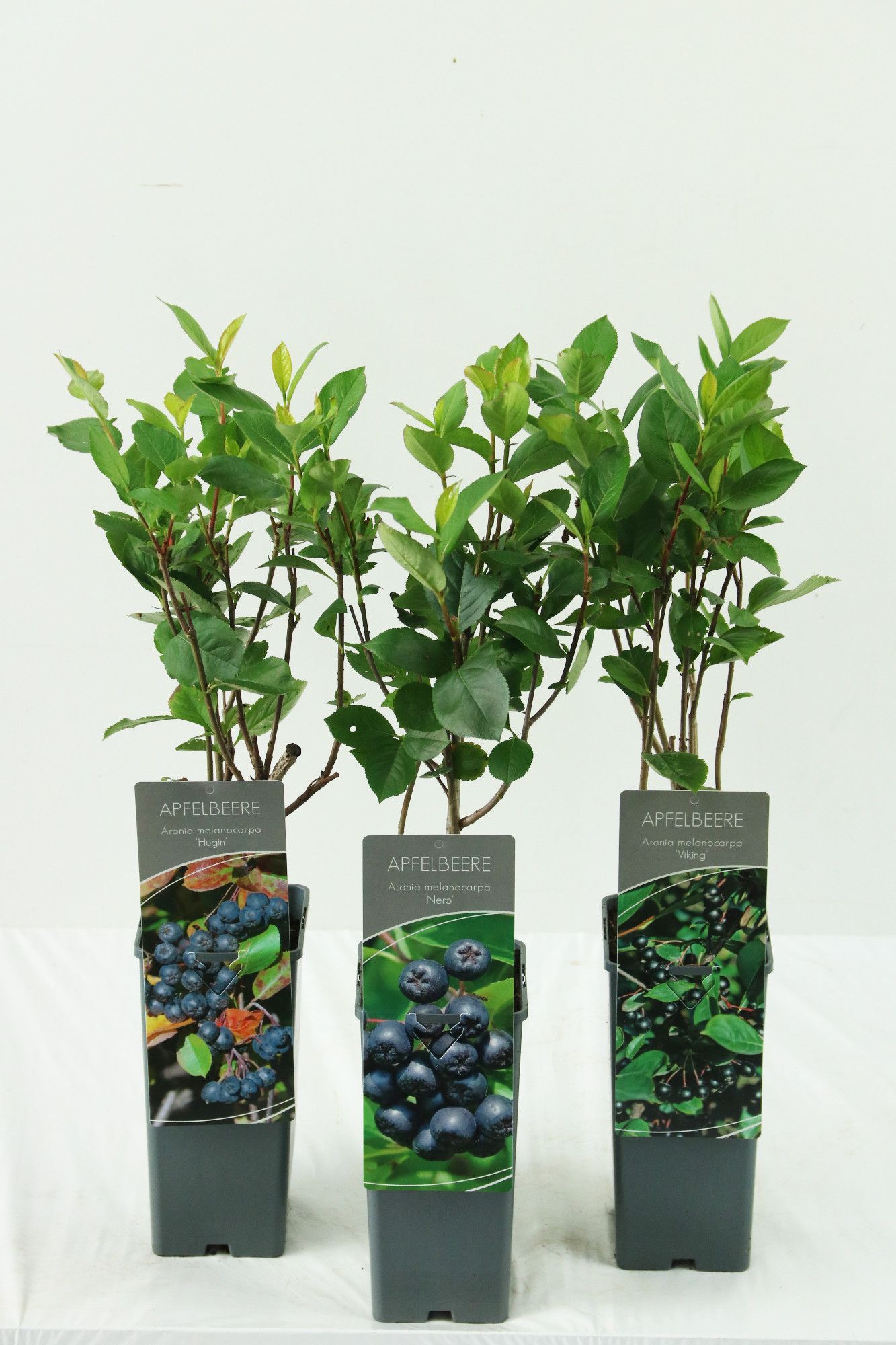 Aronia melanocarpa in varieties