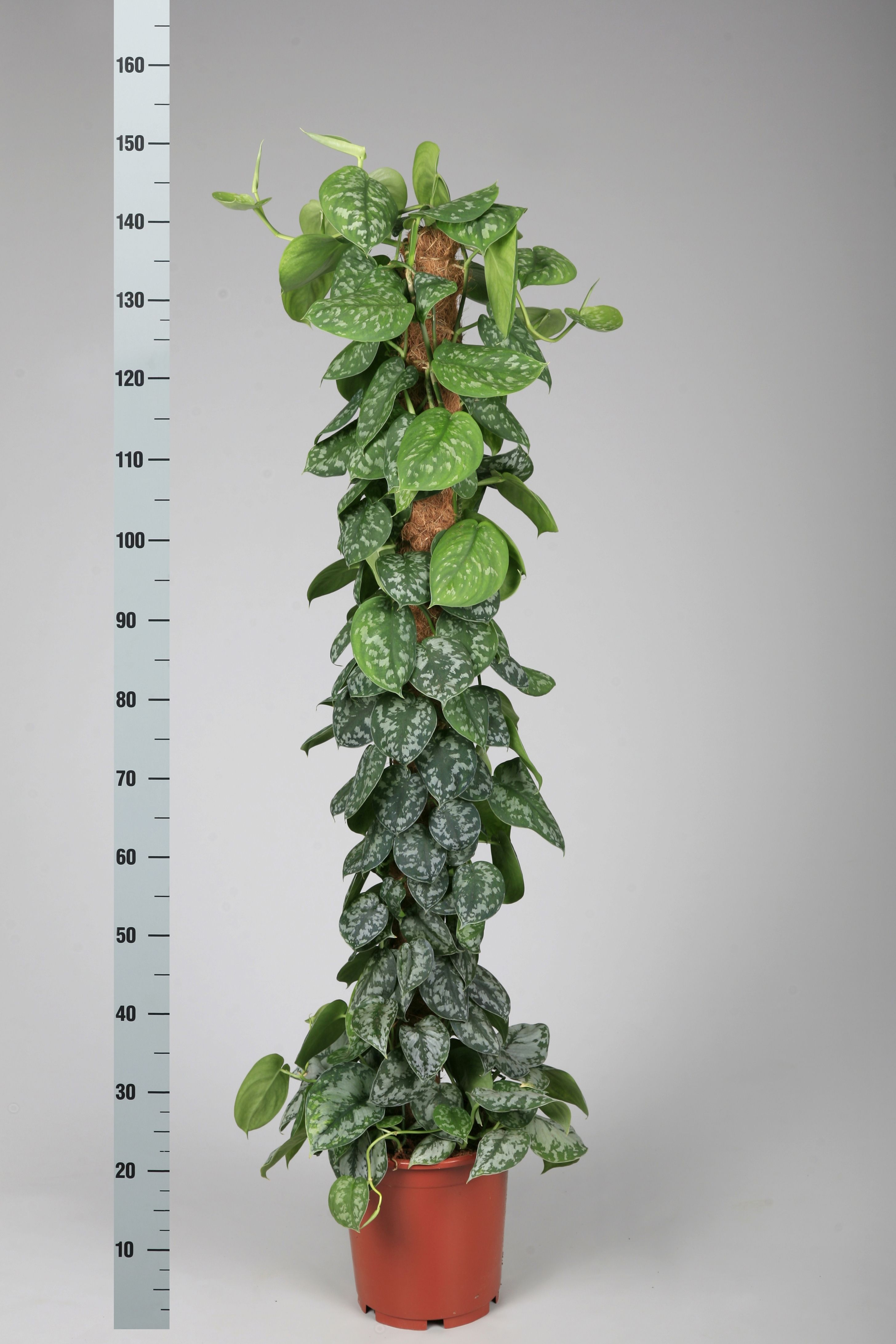 POWERS TO FLOWERS - SCINDAPSUS PICTUS, IN VASO CERAMICA RUSTICO, pianta vera - Powers to flowers - piante e fiori