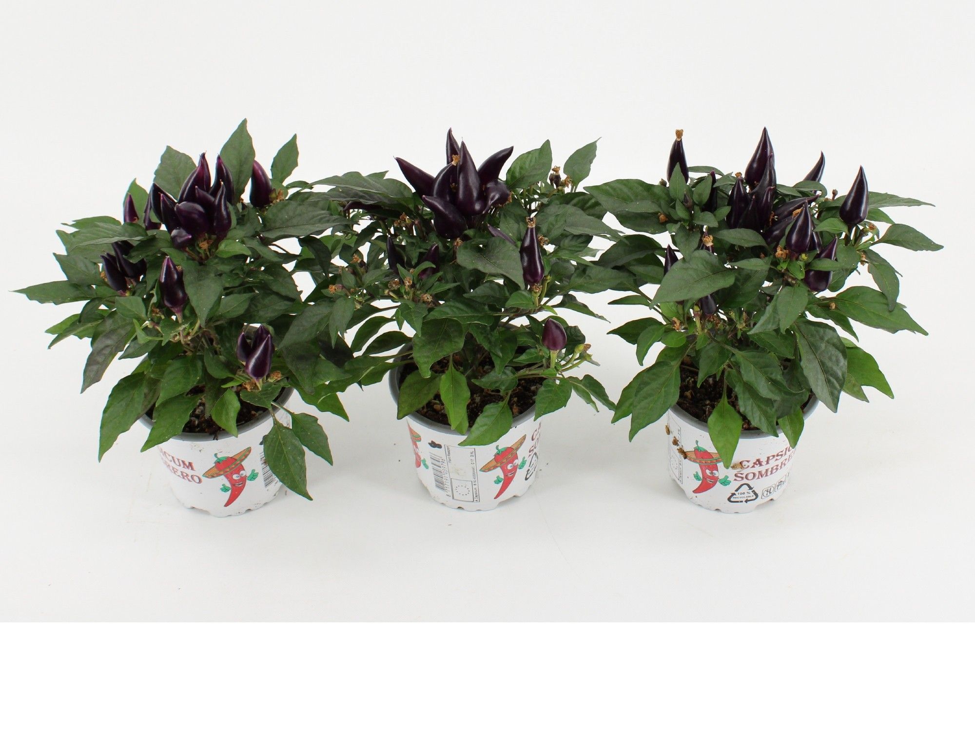Capsicum Sombrero Acapulco Purple