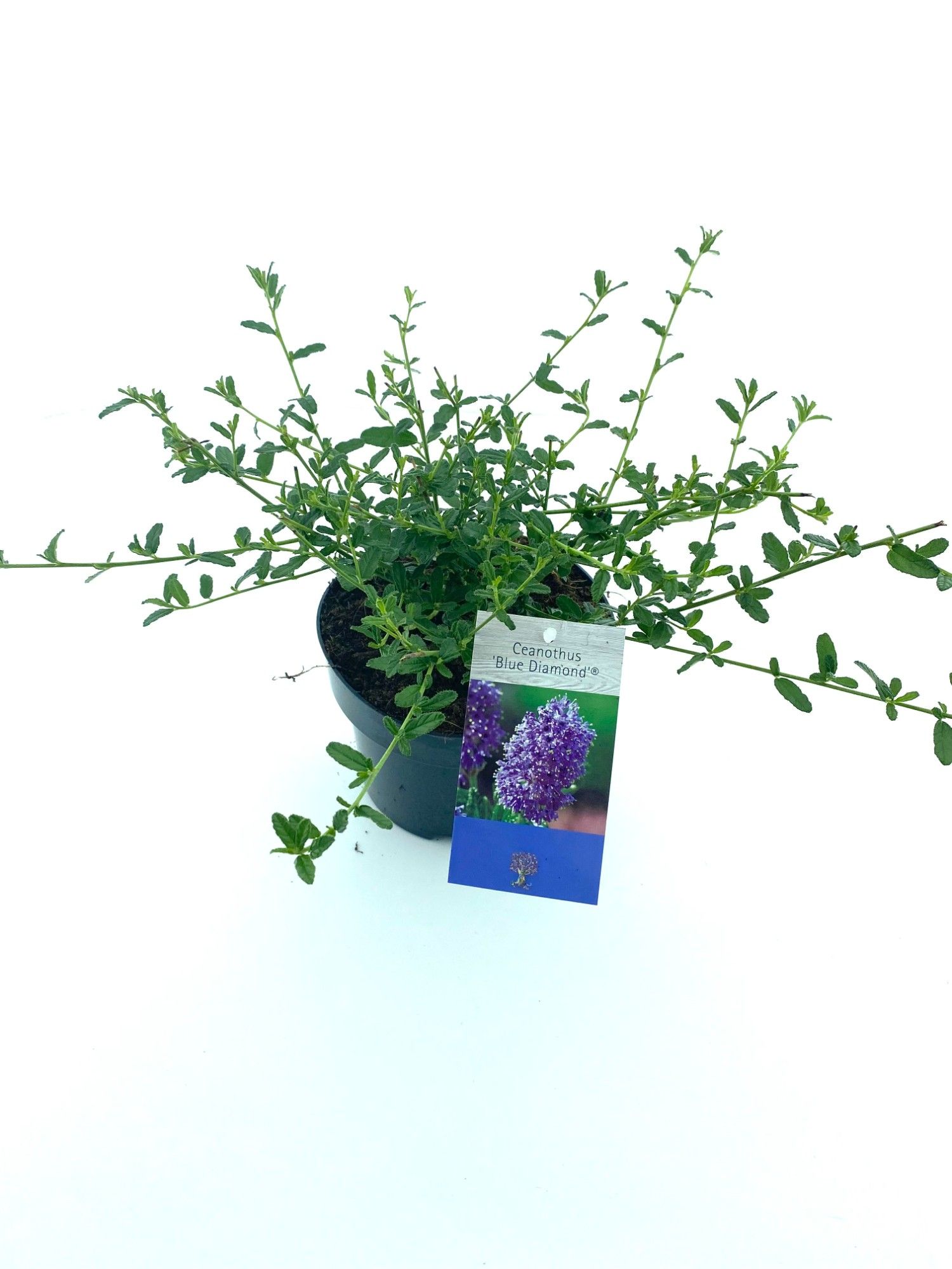 Ceanothus 'Blue Diamond'