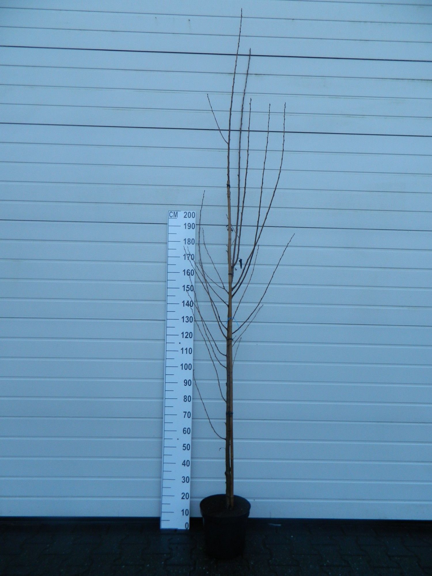 Prunus 'Umineko' hoogstam