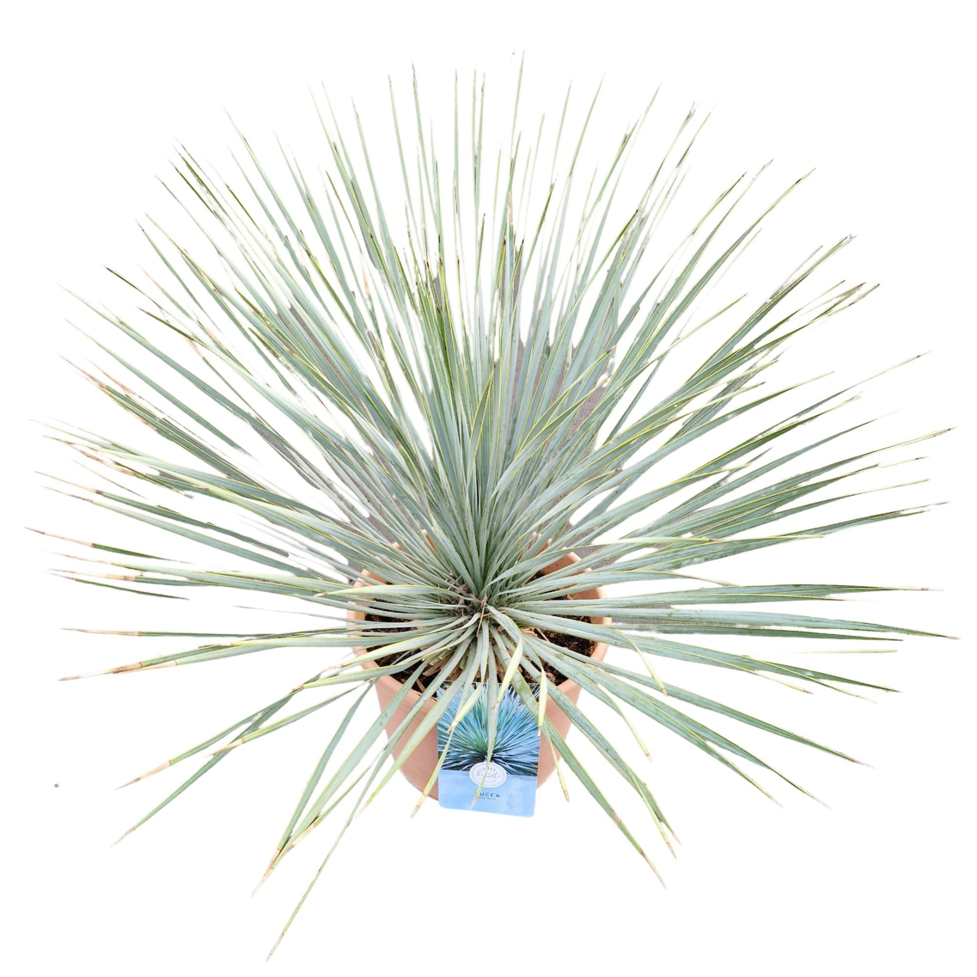 Yucca rostrata