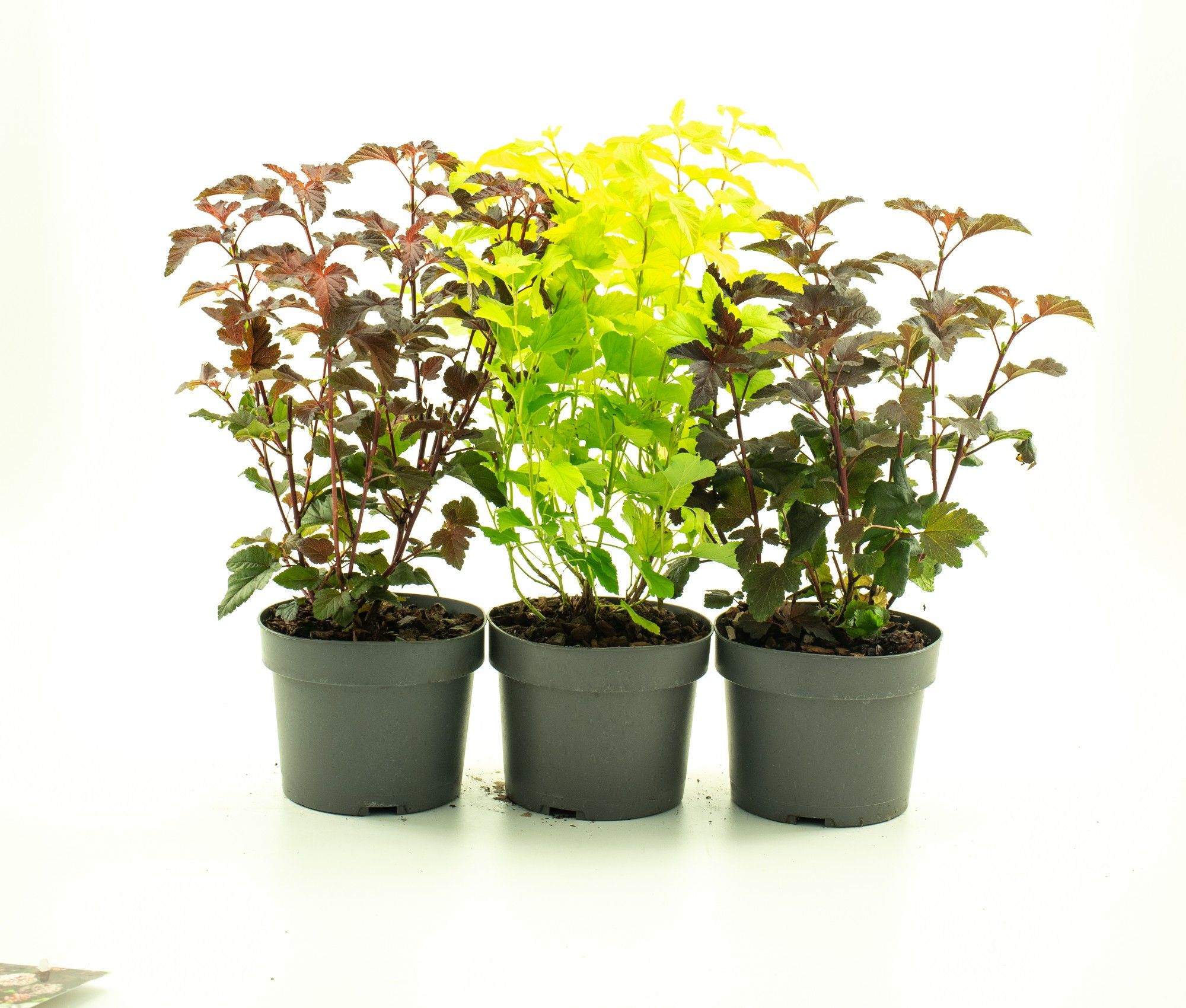 Craigmarloch nurseries. Physocarpus in varieties