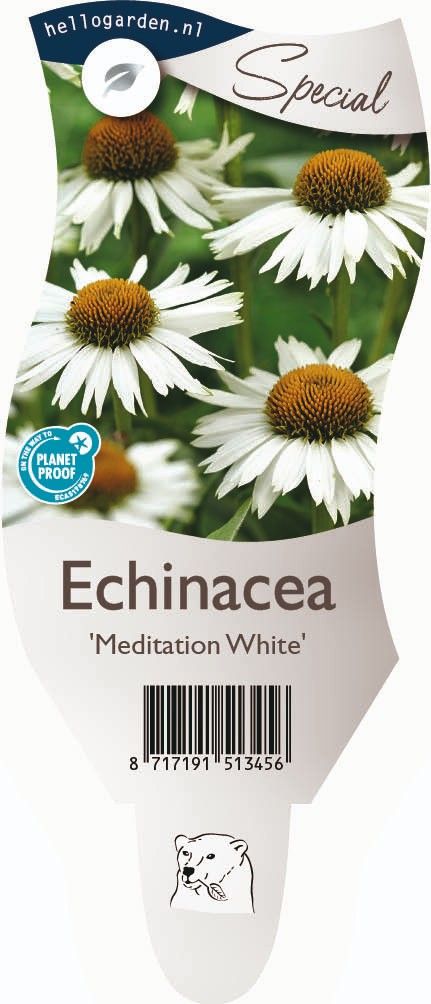 Echinacea White Meditation ('Meditation White')