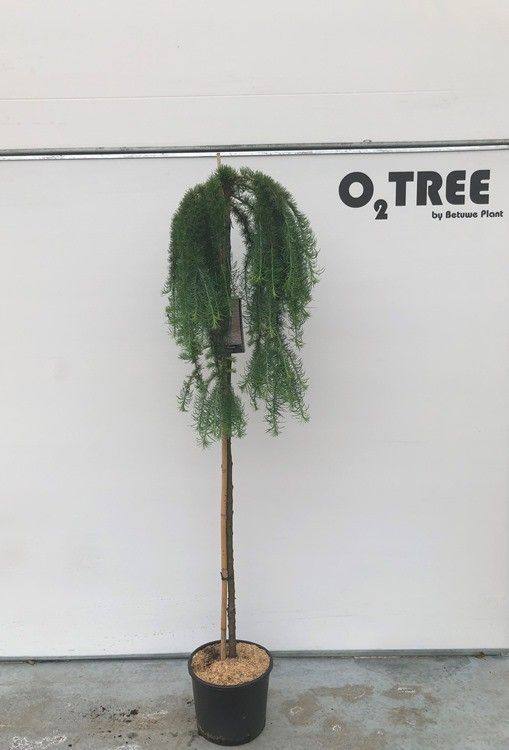 Larix kaempferi 'Stiff Weeper' stam