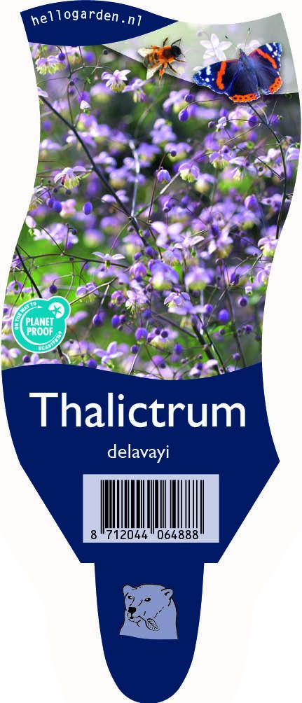 Thalictrum delavayi