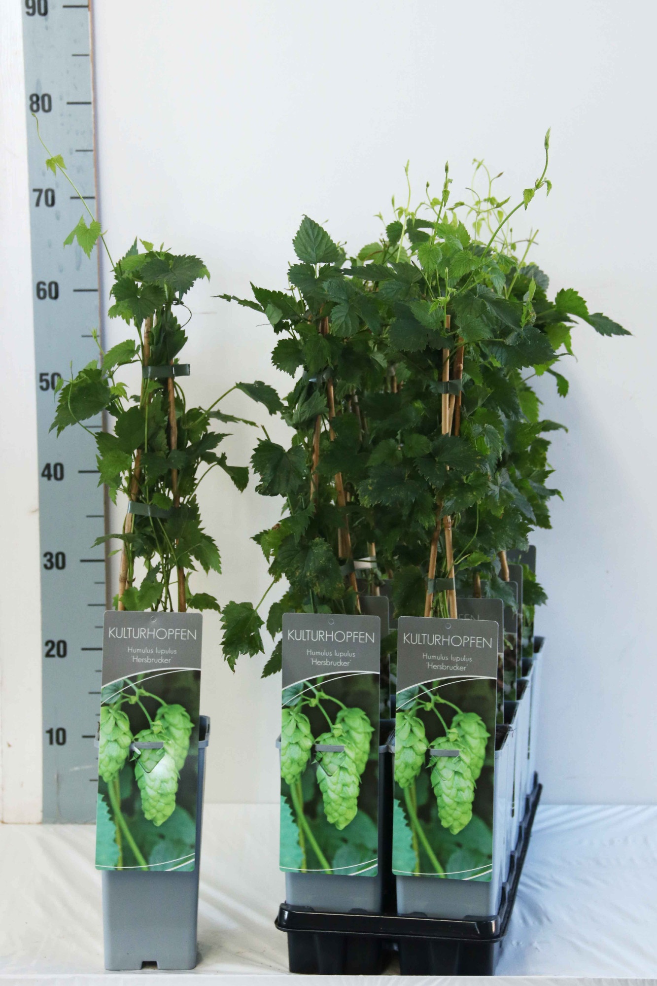 Humulus lupulus Hersbrucker