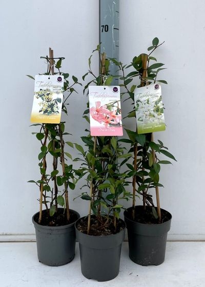 Trachelospermum jasminoides in 3 kleuren