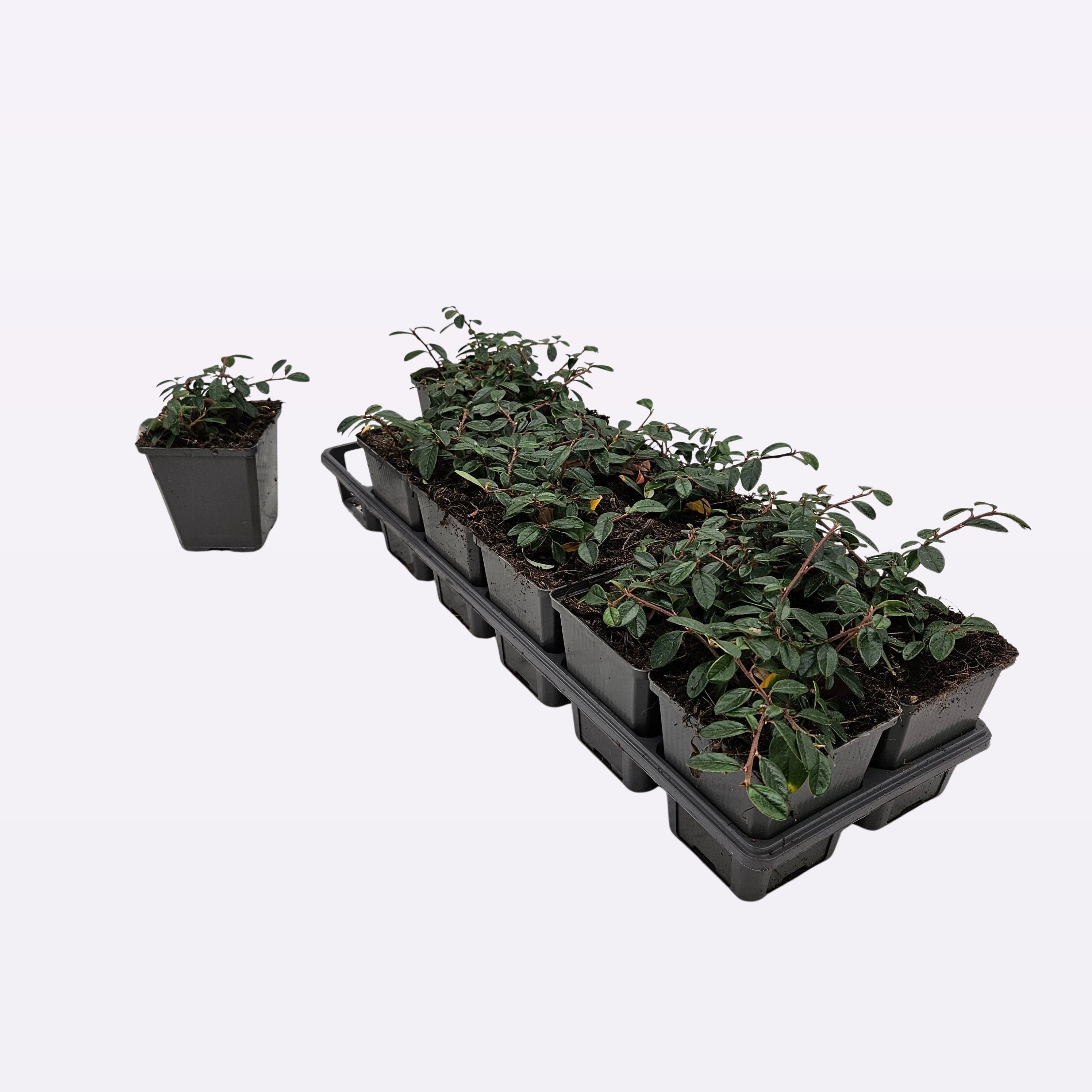 Cotoneaster dammeri 'Miranda' 12 tray