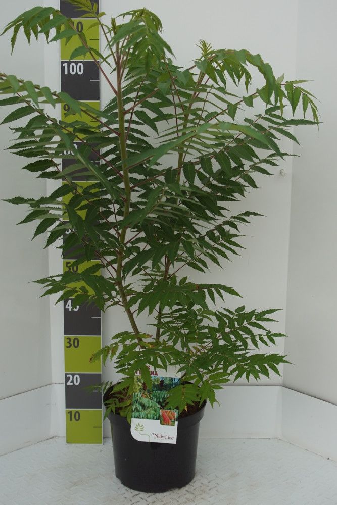 Rhus typhina