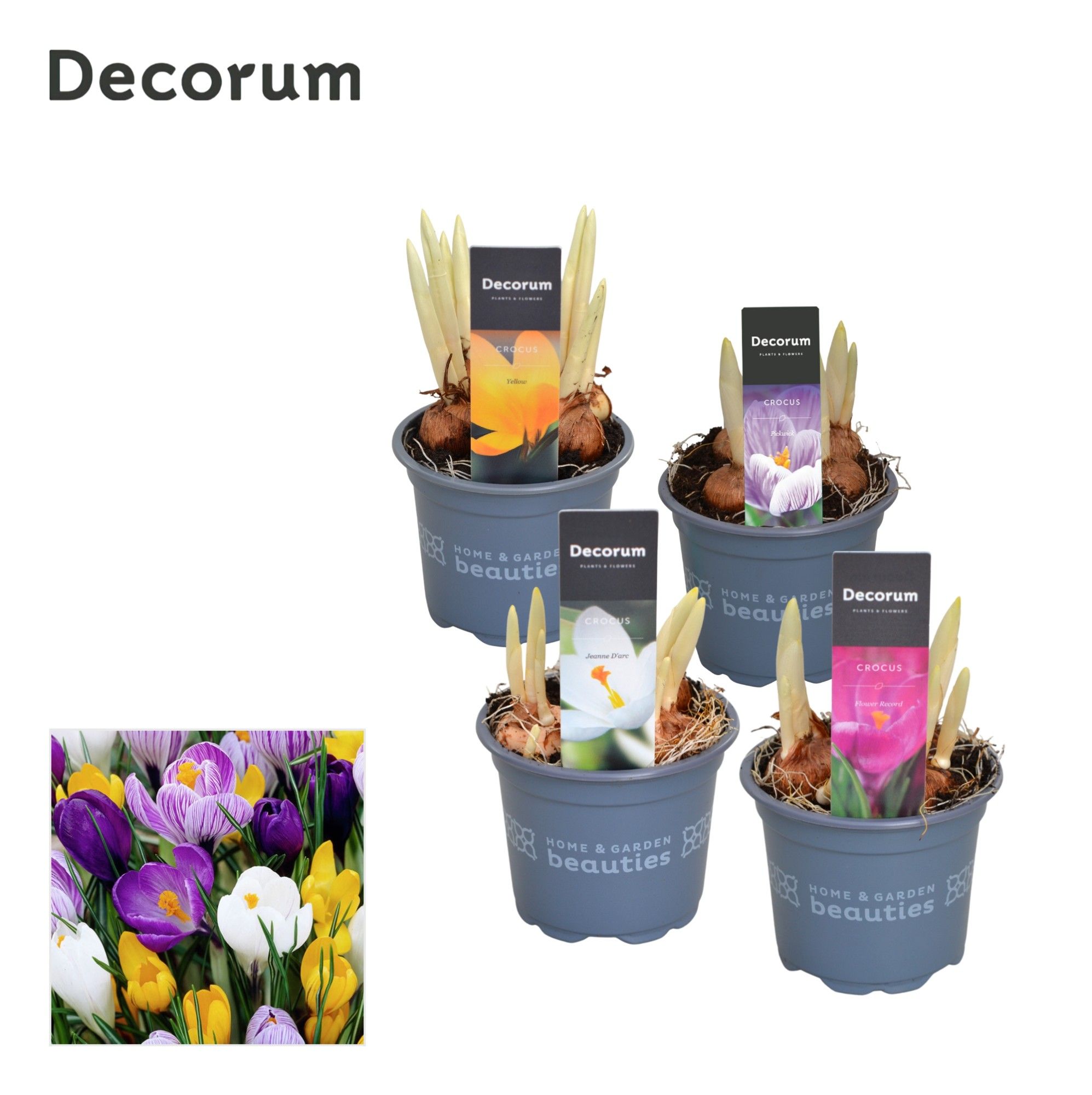 Crocus Gemengd