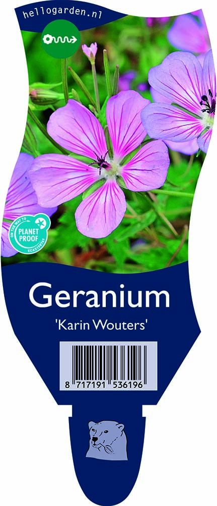 Geranium 'Karin Wouters'