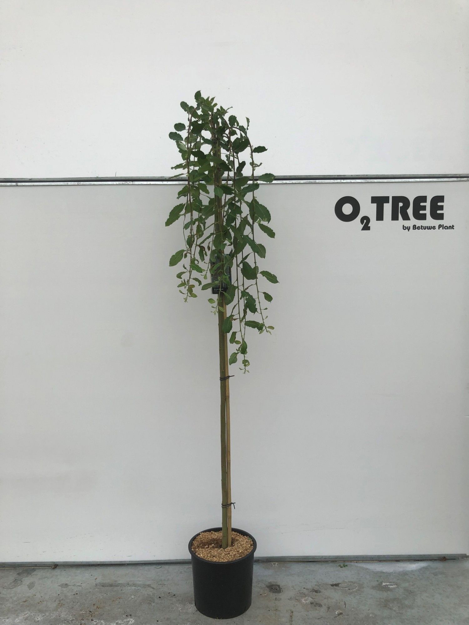 Salix caprea 'Kilmarnock' hoogstam