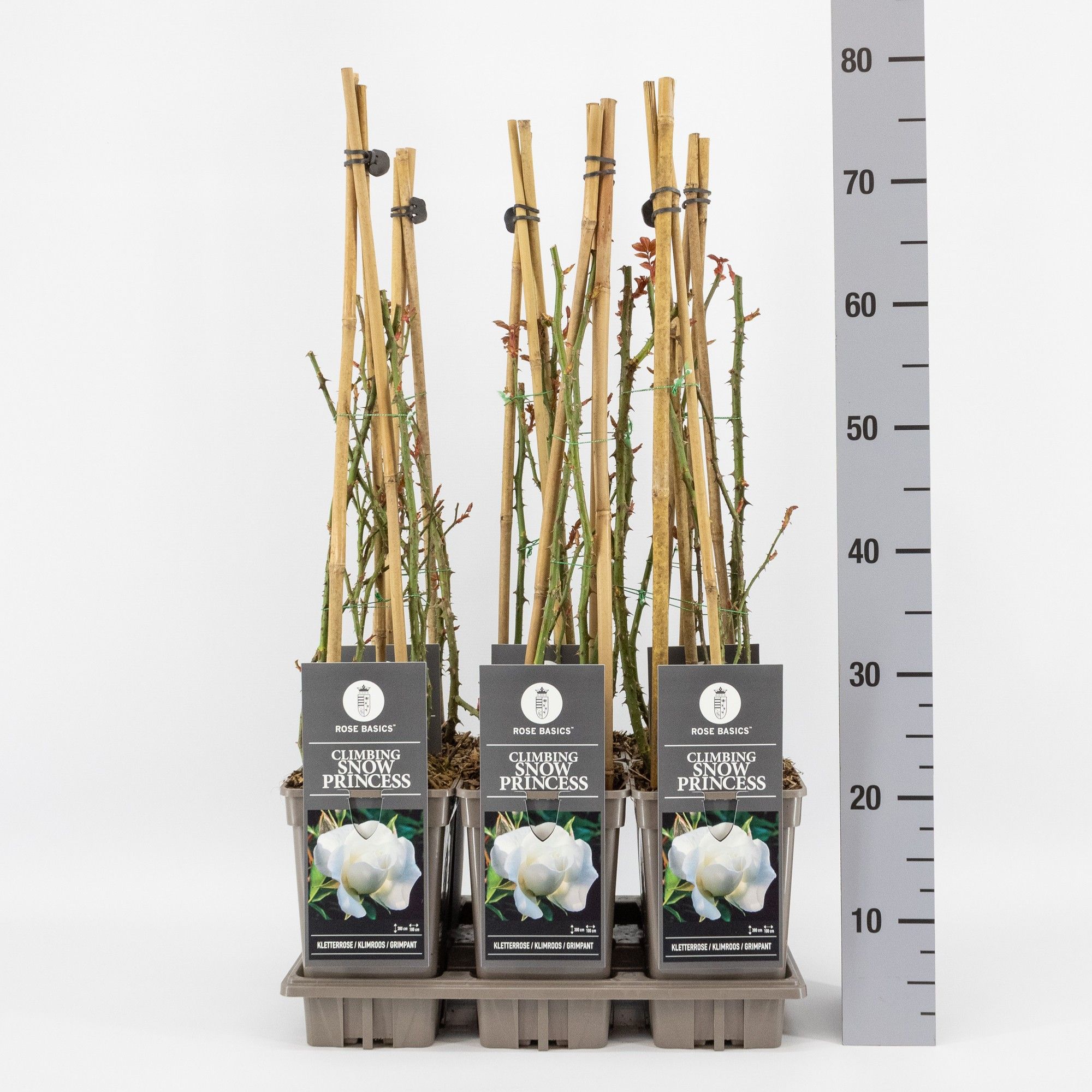 Rosa (P) 'Snow Princess' 3 stok k