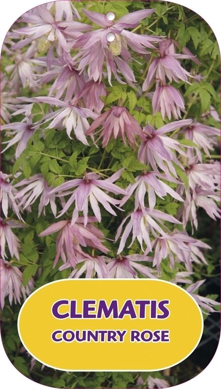 Clematis Country Rose ('Zocoro')