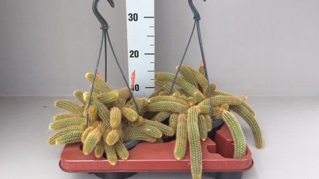 Hildewintera aureispina helms neue