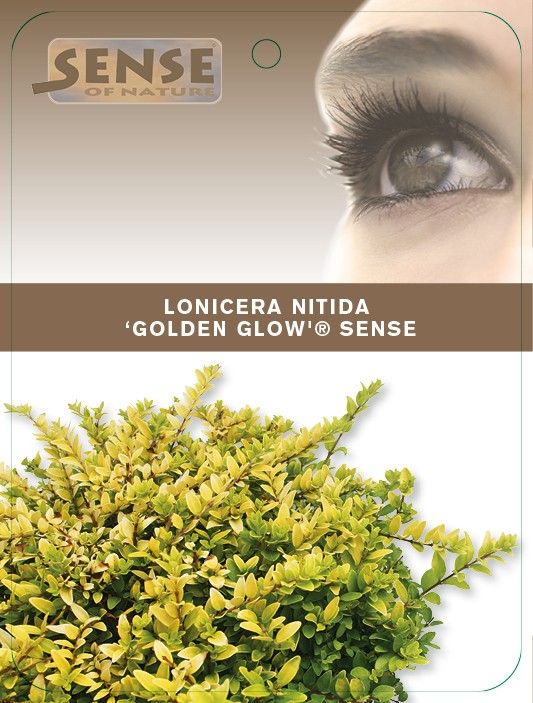 Lonicera shrub nitida Golden Glow, sense | Gardenline